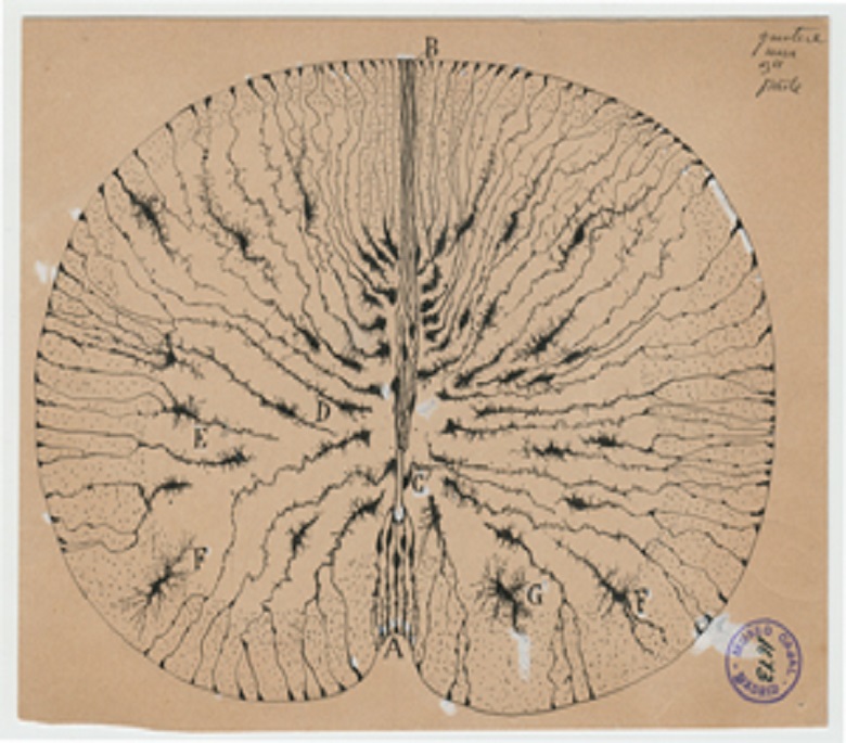 Las Ilustraciones De Ram N Y Cajal Viajan A Norteam Rica Nobbot