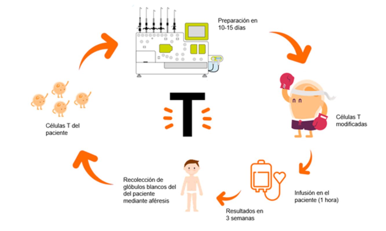 Terapia Car T Contra El C Ncer Qu Es Y C Mo Funciona