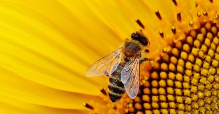 Abejas y tecnología