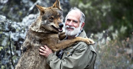 el lobo ibérico