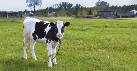 el reino de las vacas