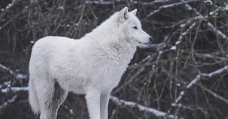 efecto de la guerra en la naturaleza