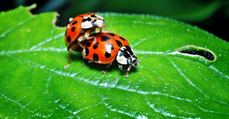 ladybugs-1271771_1920