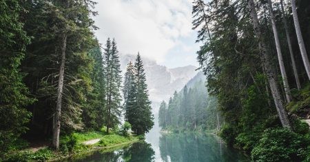 Día de los Bosques