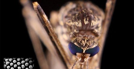 EPIS inspiradas en ojos de mosquito