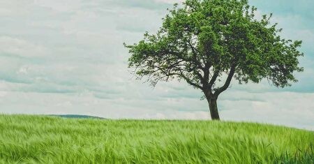 Botánica forense: investigan cómo encontrar cadáveres gracias a la vegetación que los rodean.