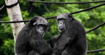 Conservar los chimpancés gracias a modelos de conectividad del paisaje.