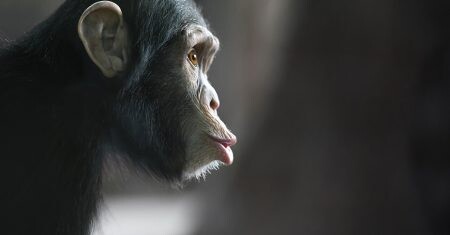 premios ig nobel que son