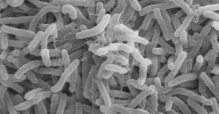 bacteria que causa cólera