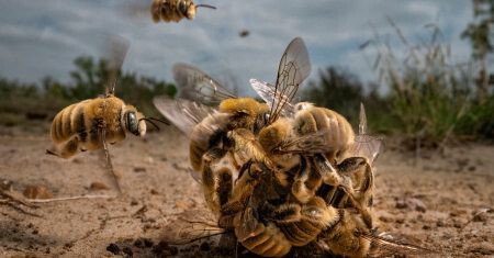 fotografías de la naturaleza. BigPicture