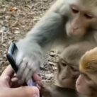 monos y smartphones